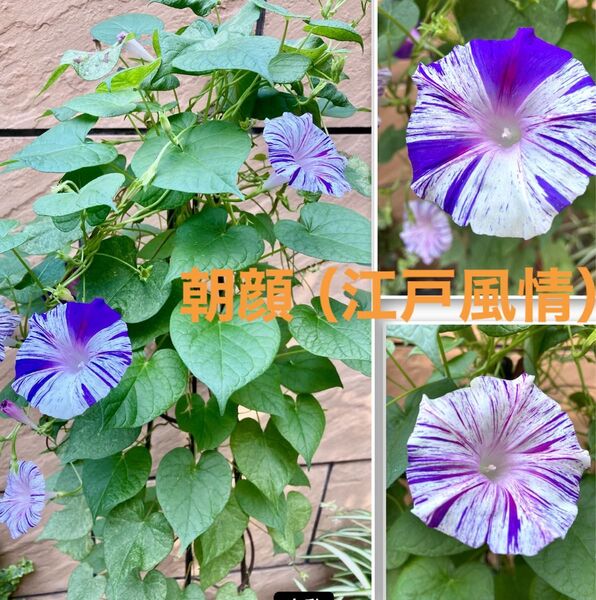 朝顔(江戸風情)の種