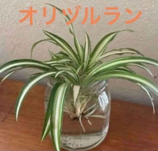 【観葉植物】オリヅルラン