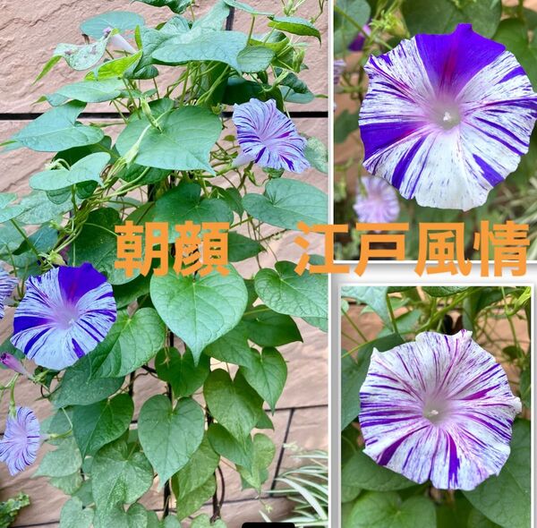 朝顔(江戸風情)の種