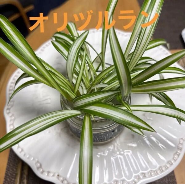 【観葉植物】オリヅルラン