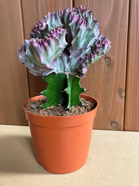 ユーフォルビア ラクテア 観葉植物