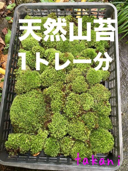 天然山苔1トレー分 山苔 アラハシラガゴケ まんじゅう苔