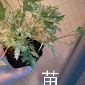 斑入り ヨモギ 蓬 よもぎ 2025D