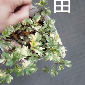 斑入り ヨモギ よもぎ 蓬 2025C