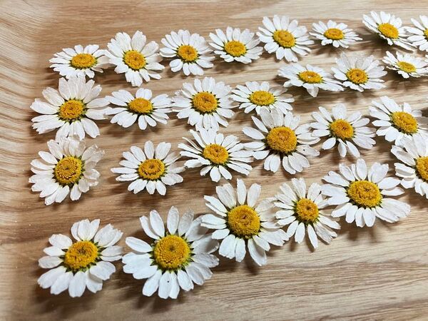 ノースポール ドライフラワー 花材 40輪