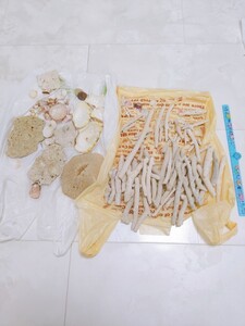 天然サンゴ ハンドメイドの材料 インテリアや室内での工作に!
