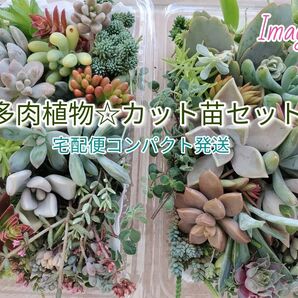 宅配便コンパクト☆お徳用 多肉植物 カット苗セット