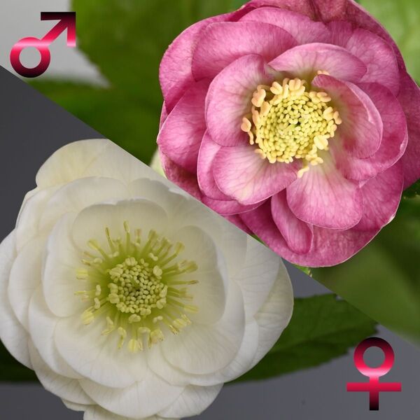 クリスマスローズ幼苗 ♀芳香性ホワイトダブル× ♂ 芳香性ピンクダブル