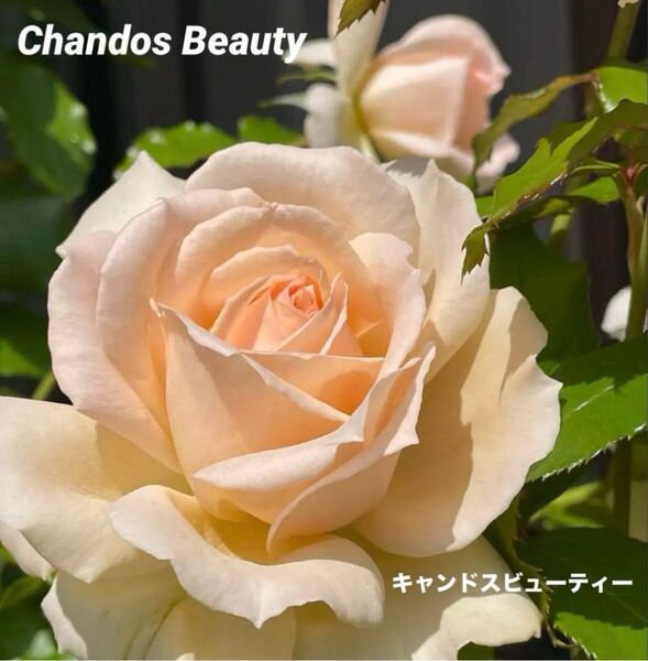 薔薇挿木苗