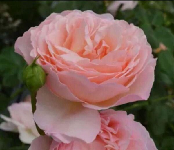 薔薇挿し木苗 プリ。。。。。。