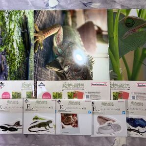 一番くじ 爬虫類&両生類 F賞&G賞 8種セット