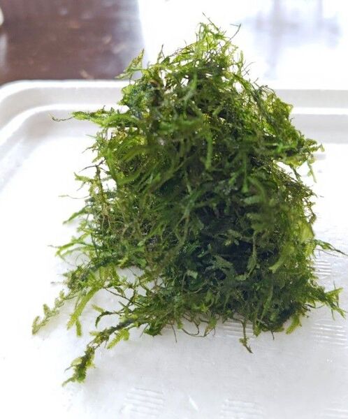 南米ウィローモス 無農薬 水草 20g