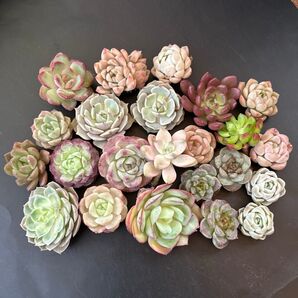 多肉植物 カット苗 在庫処分セール 人気種入りセットB ローラ シャーロットローズ レッドベルベット