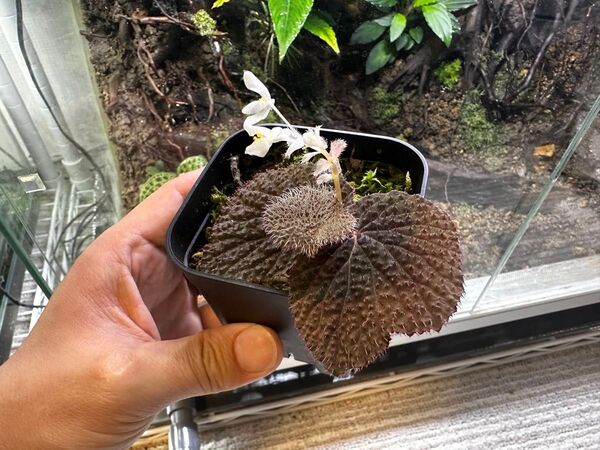 Begonia baik ベゴニア バイク 原種ベゴニア