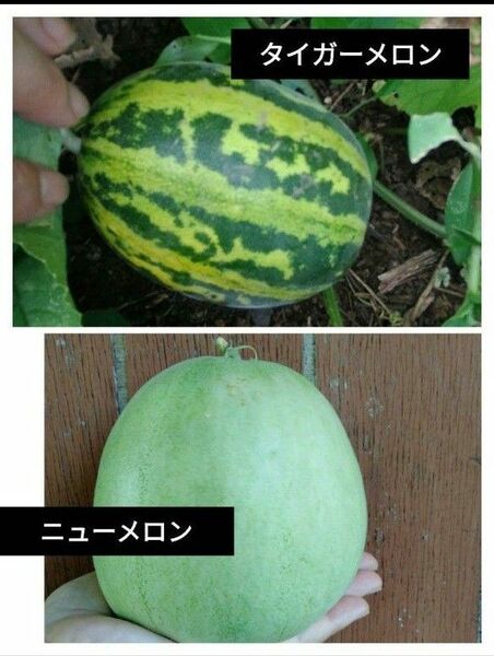 ニューメロン+タイガーメロン種 マクワウリ