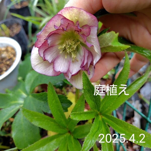 庭植え Wクリスマスローズ