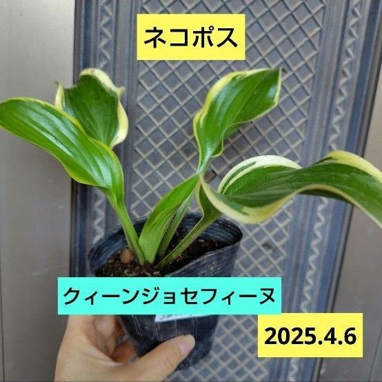ホスタ【クィーンジョセフィーヌ】