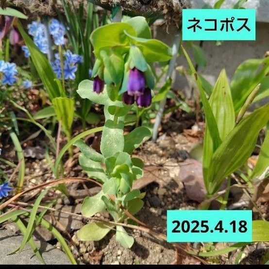【セリンセマヨール】 抜き苗