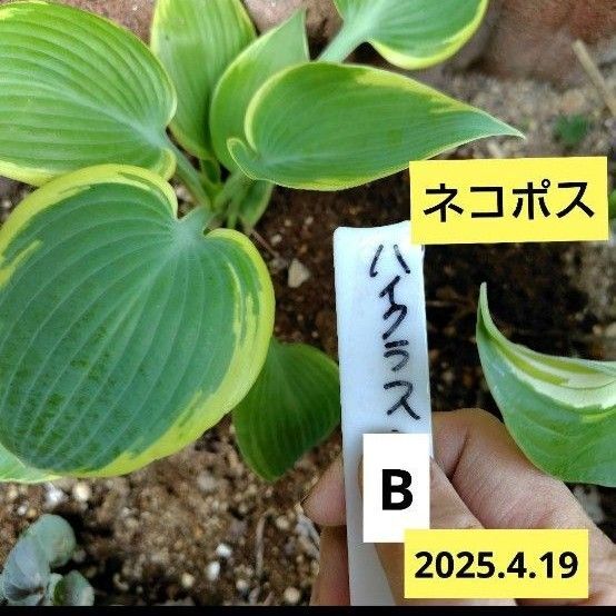 ホスタ【ハイクラス】B
