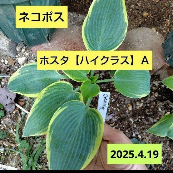ホスタ【ハイクラス】A