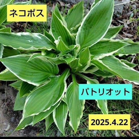 ホスタ【パトリオット】