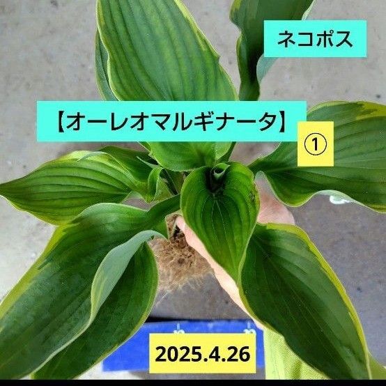 ホスタ①【オーレオマルギナータ】