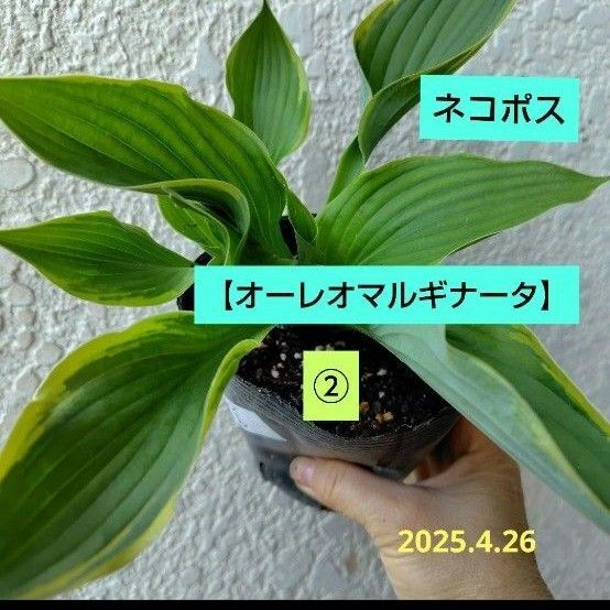 ホスタ②【オーレオマルギナータ】