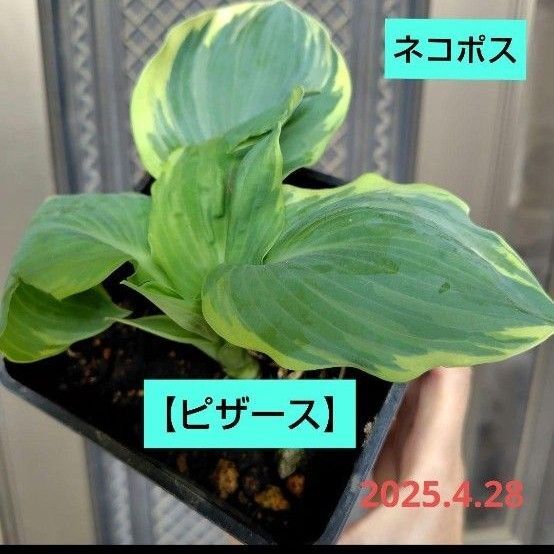 ホスタ青緑葉【ピザース】2