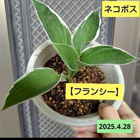 ホスタ【フランシー】 斑入り