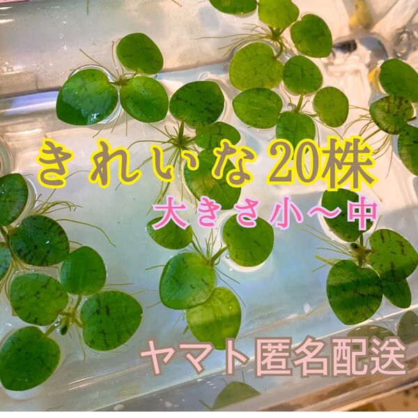 アマゾンフロッグピット 匿名配送 20株 大きさ小〜中程度 水草 浮き草 メダカ飼育 めだか 産卵 メダカの産卵床に 金魚 水槽