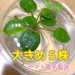 アマゾンフロッグピット 《大きめ》5株 匿名配送 水草 浮き草 メダカ飼育 めだか 金魚 水槽 産卵 メダカの産卵床 アクアリウム