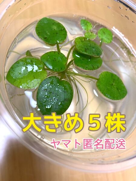 アマゾンフロッグピット 《大きめ》5株 匿名配送 水草 浮き草 メダカ飼育 めだか 金魚 水槽 産卵 メダカの産卵床 アクアリウム