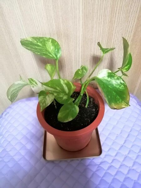 ポトス ゴールデン 1鉢 観葉植物 多年草 匿名配送