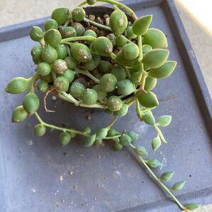 【多肉植物】エンジェルティアーズ ポットの苗全て!