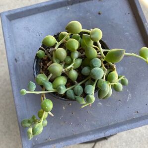 【多肉植物】エンジェルティアーズ ポットの苗全て!