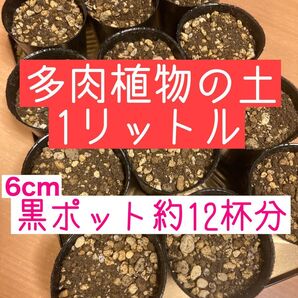 我が家の多肉植物の土 !5種類の土ブレンド♪ 水はけ良く、良く育つブレンドです^^