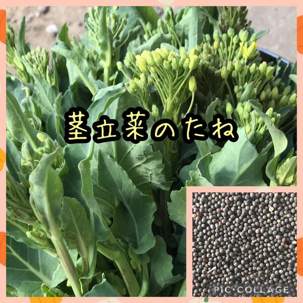 茎立菜 のらぼう菜 種 約300粒 令和6年採取