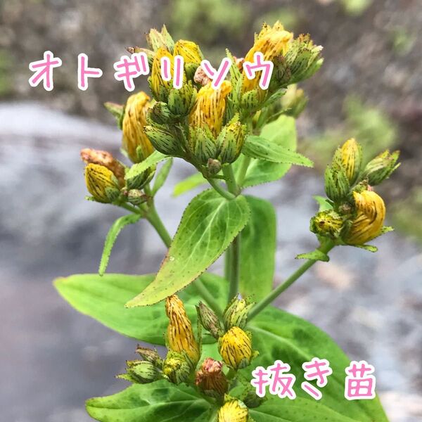 オトギリソウ 弟切草 抜き苗 2苗 小さめ山野草