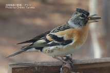 「アトリ」やや用心深い野鳥です。