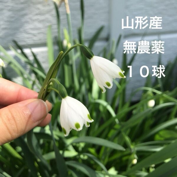 スノーフレーク スズランスイセン スズラン水仙 無農薬