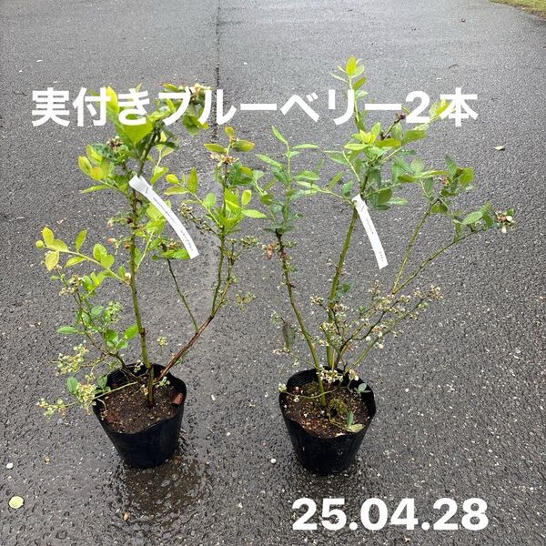 y36.ブルーベリー苗 シャープブルーとミスティの2本