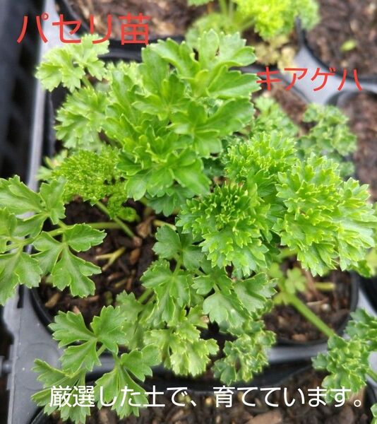 パセリ苗、2本、キアゲハの餌にも、田舎の美味しいお水で、育てています。包装、お箱代込み、