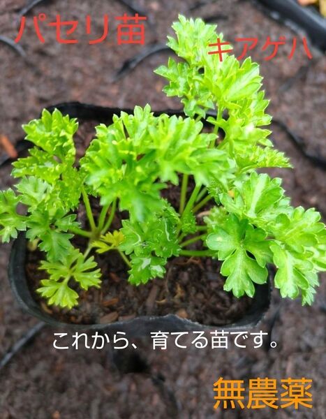 パセリ苗、2本、こぶり、キアゲハ、これから、大きくなる苗です。包装、お箱代込み、