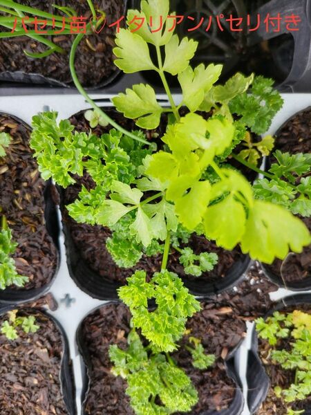 パセリ苗、1本、イタリアンパセリ苗、1本、田舎の、美味しい水道水で、育てています。包装、お箱代込み、