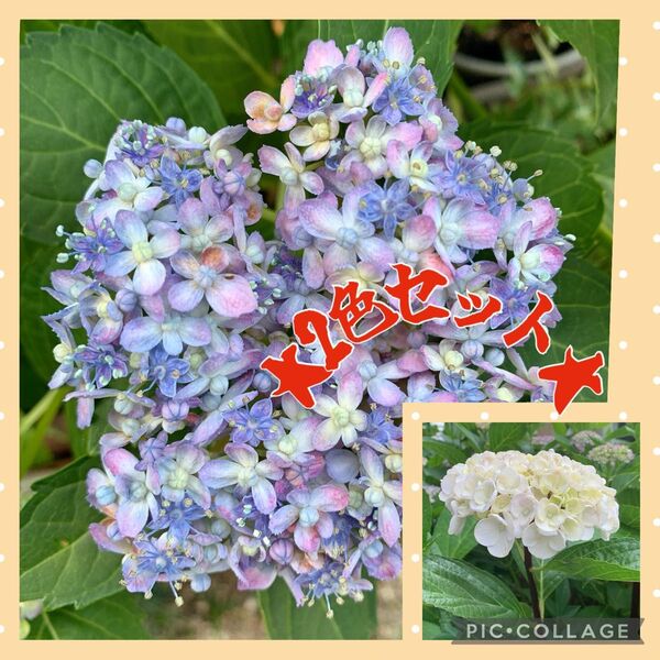 【セール】★紫陽花2種セット★ 花苗 苗木 挿木苗 小苗 根付き! ガーデニング