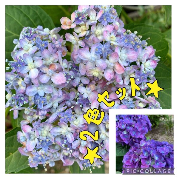 紫陽花 あじさい 2色セット 小苗 根っこ付き!