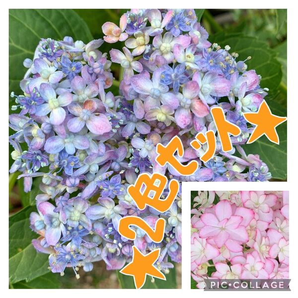 紫陽花 あじさい 2色セット 小苗 根っこ付き!ピンク パープル ブル-