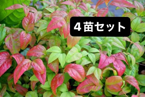オタフクナンテン 4苗 小苗 根っこ付き! 抜き苗 グリーン&レッド 秋色 グランドカバー