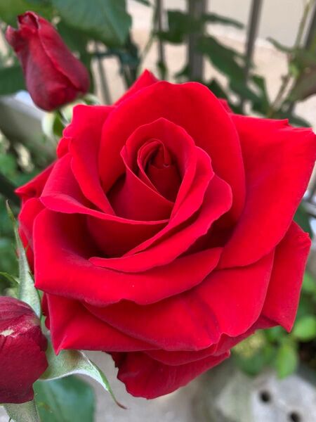 薔薇 レッドローズ 大輪 挿木苗 1苗 根付き 四季咲き ばら