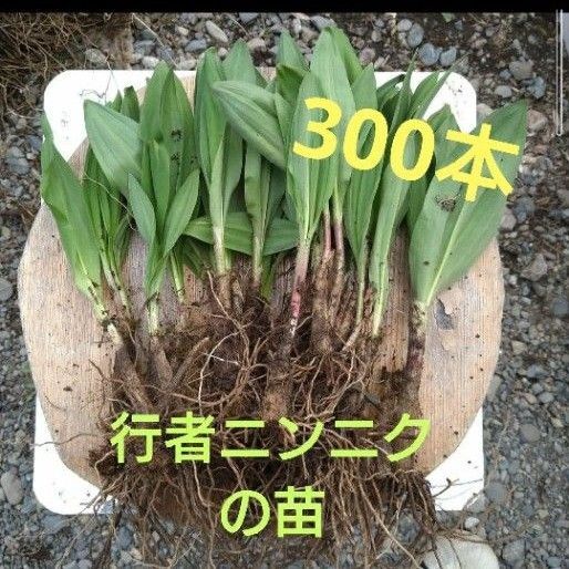 北海道十勝産 行者ニンニク 苗 アイヌネギ 300本